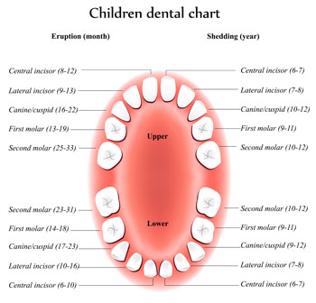 Tooth Eruption Chart - Pediatric Dentist in Bayside, NY